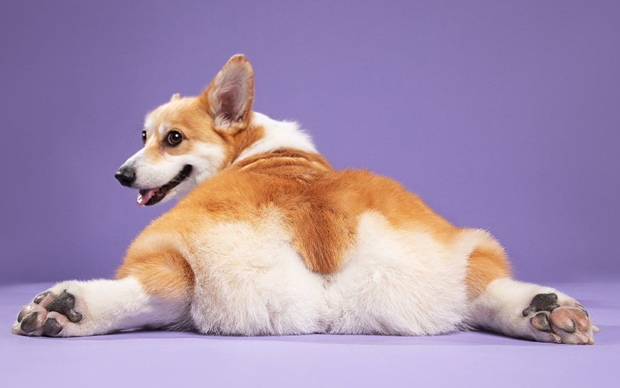 corgi pes do bytu